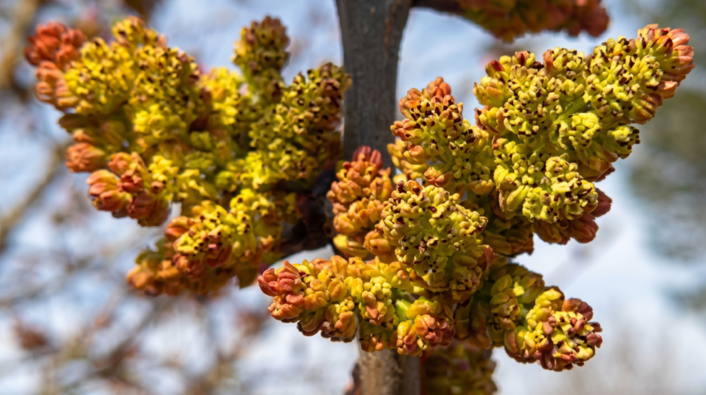 flor del pistacho